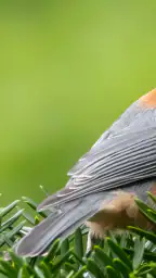 Cornell LabによるMerlin Bird ID 1