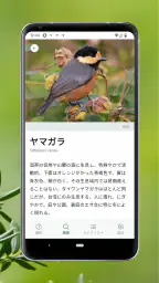 Cornell LabによるMerlin Bird ID 3