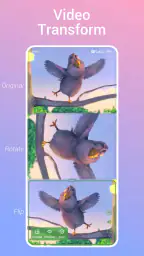 Video Live Wallpaper 5