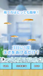 まったりメダカ育成ゲーム 2