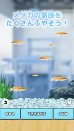 まったりメダカ育成ゲーム 7