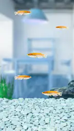 まったりメダカ育成ゲーム 8
