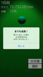 まりも育成ゲーム 6