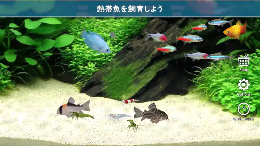 熱帯魚育成「ミニアクア」癒しのアクアリウム体験 2