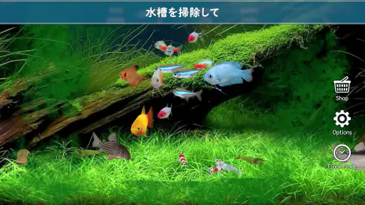 熱帯魚育成「ミニアクア」癒しのアクアリウム体験 3