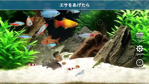 熱帯魚育成「ミニアクア」癒しのアクアリウム体験 4