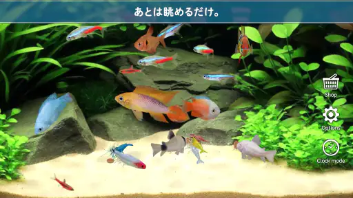 熱帯魚育成「ミニアクア」癒しのアクアリウム体験 5