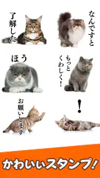 猫スタンプ（実写スタンプ） 1
