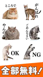 猫スタンプ（実写スタンプ） 2