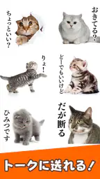 猫スタンプ（実写スタンプ） 4