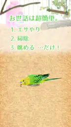 癒しのインコ育成ゲーム 2