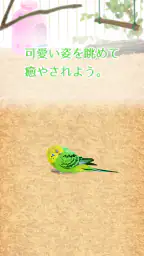 癒しのインコ育成ゲーム 3