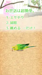 癒しのインコ育成ゲーム 5