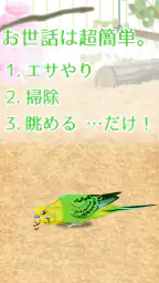 癒しのインコ育成ゲーム 8