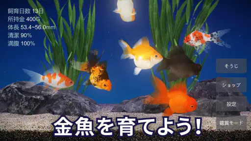 金魚育成アプリ・ポケット金魚 1