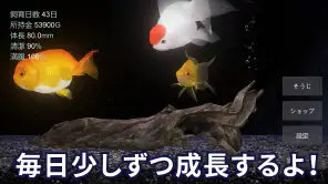金魚育成アプリ・ポケット金魚 screenshot