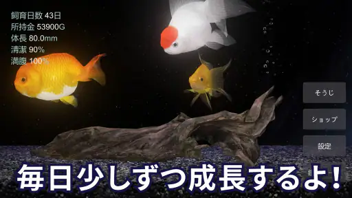 金魚育成アプリ・ポケット金魚 3