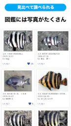 魚みっけ 5