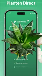 Planten Herkennen: LeafSnap 1