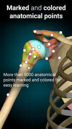 Anatomy Learning By Dr. Blanco 3
