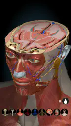 Anatomy Learning By Dr. Blanco 8