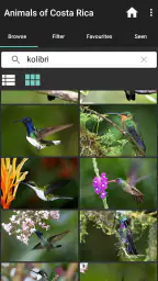 Animals of Costa Rica 4