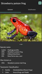 Animals of Costa Rica 7