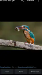 Birds Of Europe Guide 1