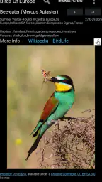 Birds Of Europe Guide 3