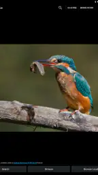 Birds Of Europe Guide 5