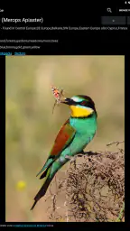 Birds Of Europe Guide 7