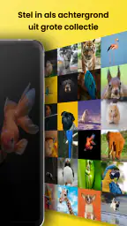 Dierengeluiden & Vogelgeluiden 6