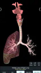 Essential Anatomy 5 6