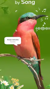 ID Bird: Bird Call Identifier screenshot