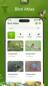 ID Bird: Bird Call Identifier screenshot