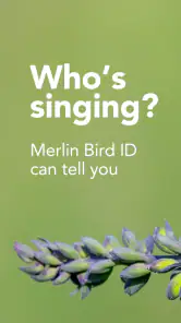 Merlin Bird ID by Cornell Lab screenshot