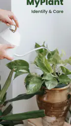 MyPlant: Identify & Care 1