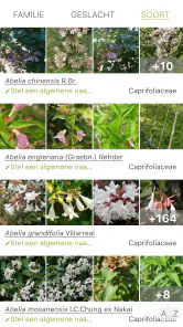 Pl@ntNet plantenidentificatie screenshot