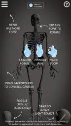 Skelly: Poseable Anatomy Model 2