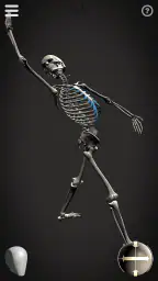 Skelly: Poseable Anatomy Model 6
