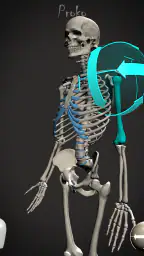Skelly: Poseable Anatomy Model 7