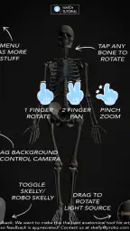 Skelly: Poseable Anatomy Model 8