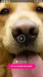 Video Live Wallpapers 5