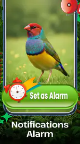 Vogelgeluiden screenshot