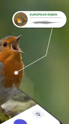 Vogelgeluiden Herkennen NL 2