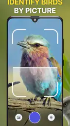 Vogelgeluiden Herkennen NL 3
