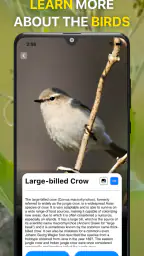 Vogelgeluiden Herkennen NL 4