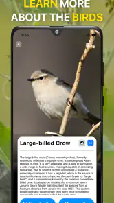 Vogelgeluiden Herkennen NL screenshot
