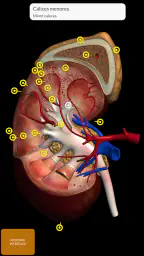Anatomia - Atlas 3D 5