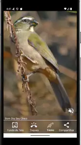 Cantos de Trinca Ferro Pro screenshot